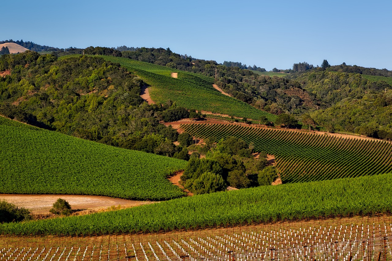 vineyard-1597724_1280